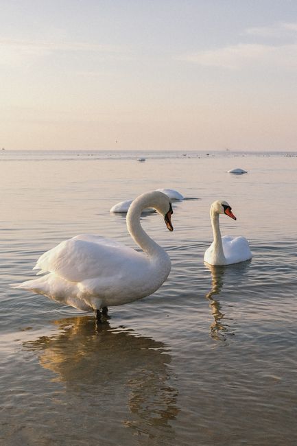 Elegant swans swimming peacefully in calm water during a serene sunset at the Baltic Sea.