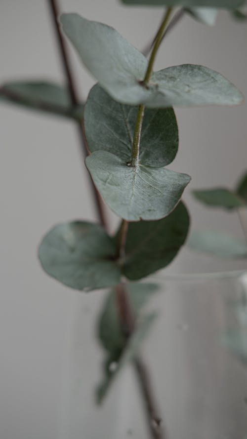 Gratis stockfoto met detailopname, eucalyptus, fabriek