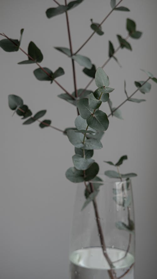 Gratis stockfoto met detailopname, eucalyptus, fabriek