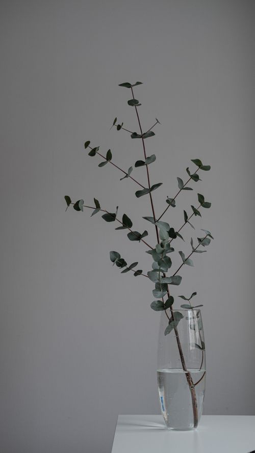 Free Minimalist eucalyptus branch in a clear glass vase on a simple white surface, elegant and serene. Stock Photo