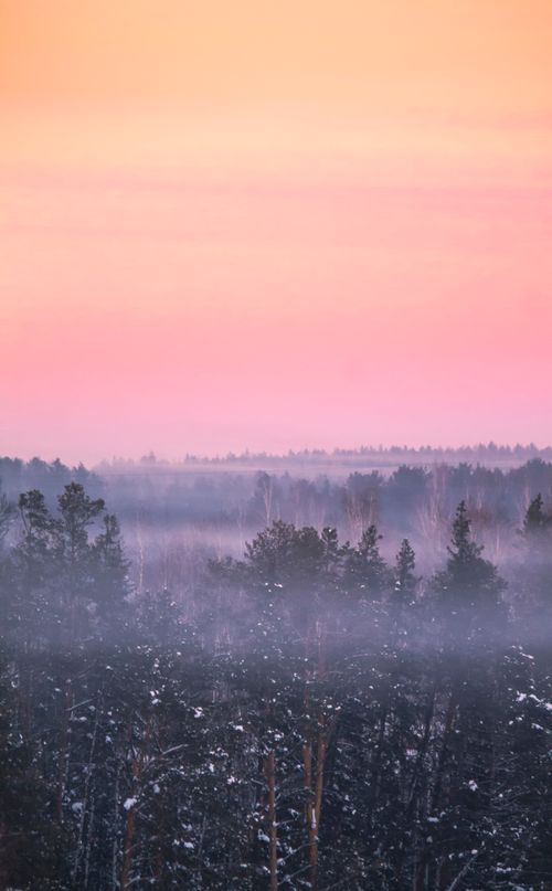 Free Scenic winter forest with misty atmosphere and colorful sunset sky. Stock Photo