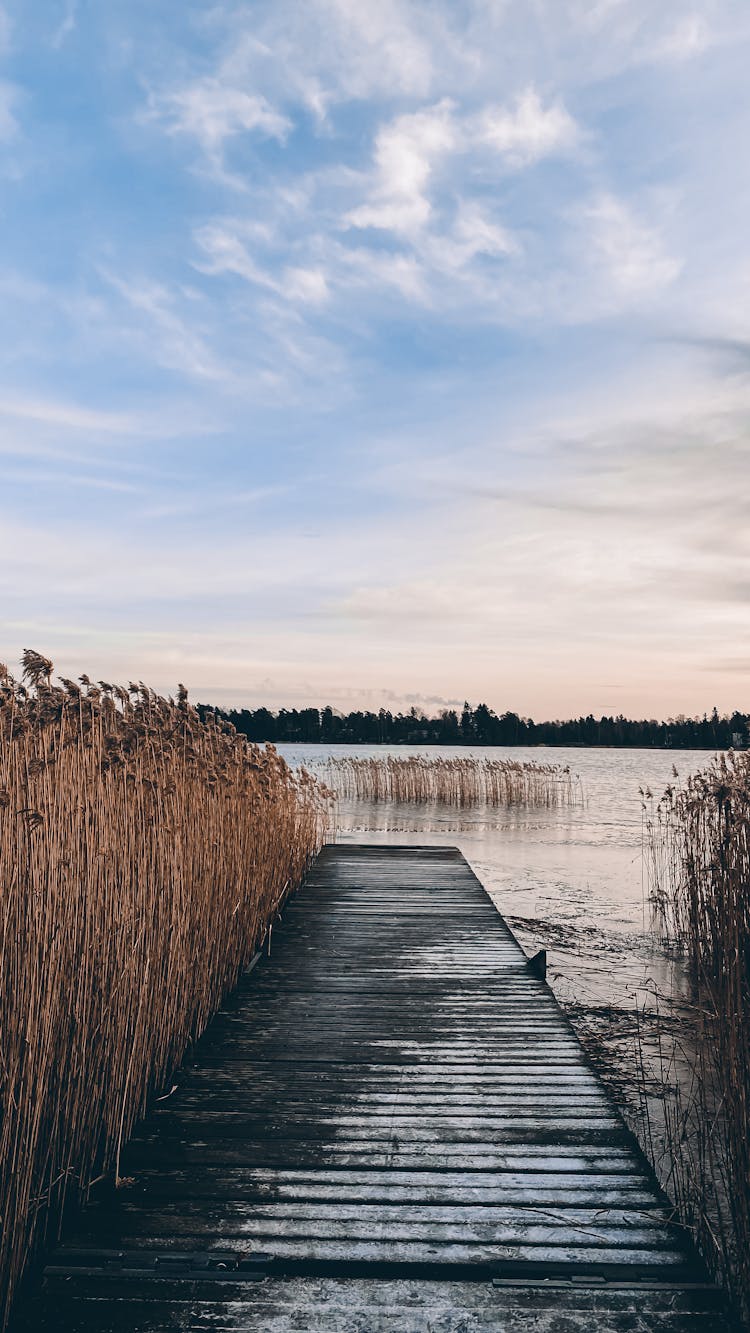 Tall Grasses Beside A Wooden Dock