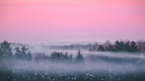 Free A Dense Fog in a Forest Stock Photo