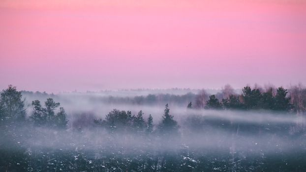 A tranquil forest landscape with mist and a pink dawn sky, creating a serene atmosphere.