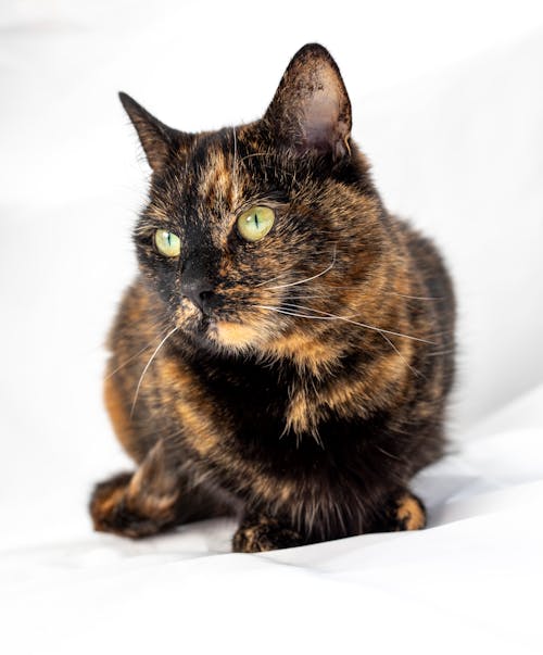 Tortoiseshell Cat in Close-up Photography