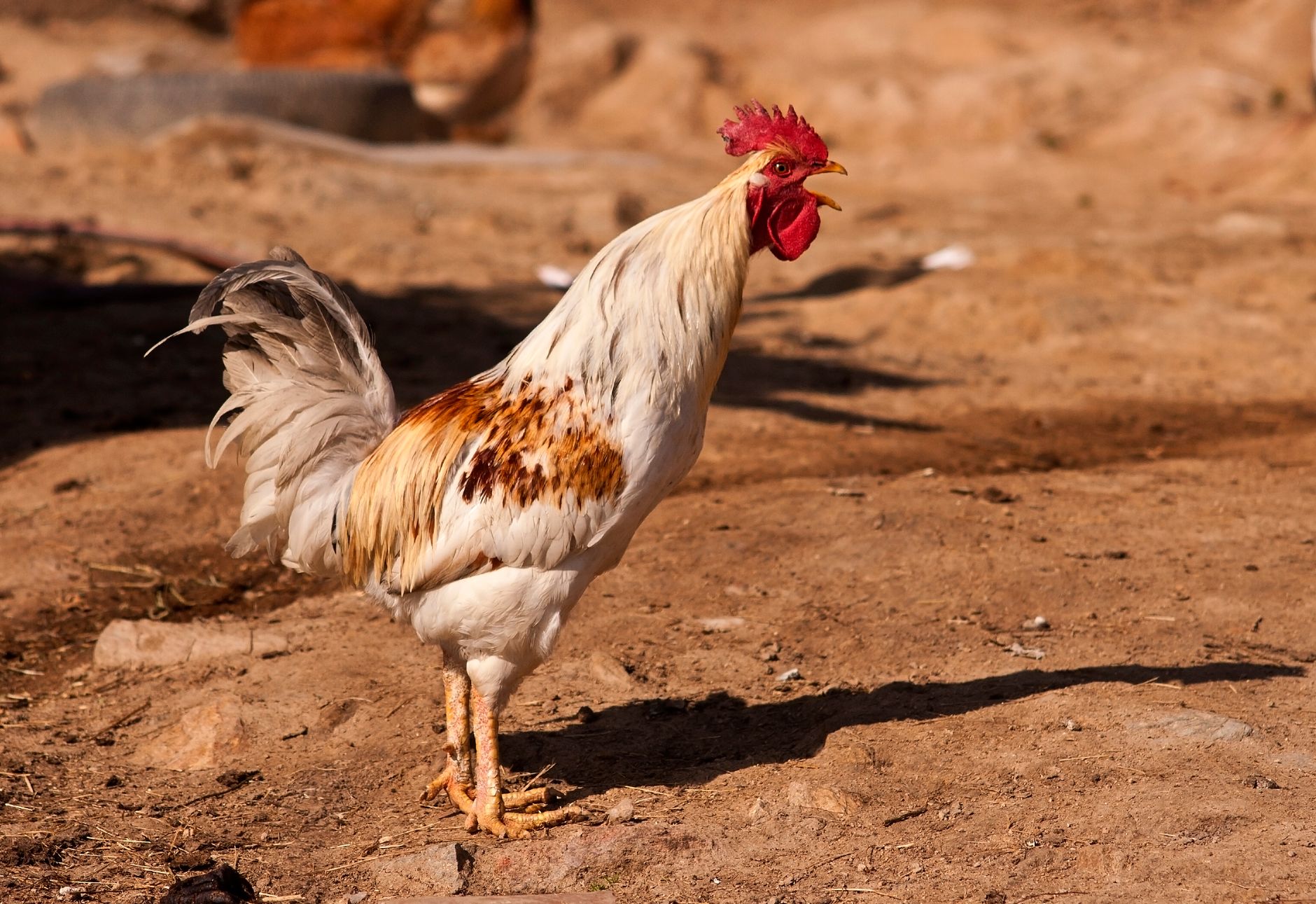 A rooster with a damaged comb standing alone in a dim backyard enclosure, showing visible scars