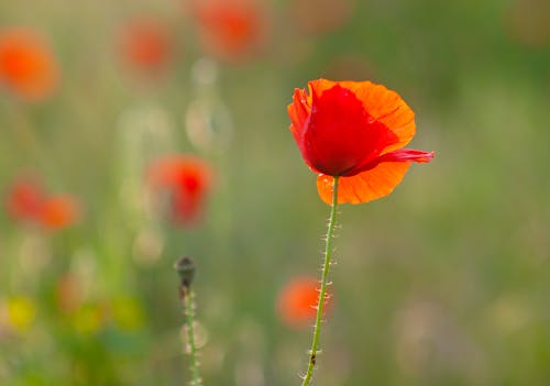 Close-Up Shot of a Red Flower in Bloom