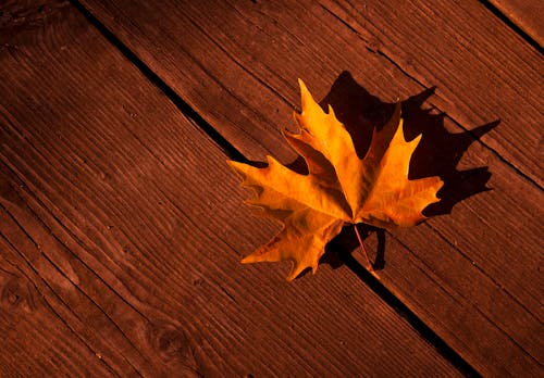 Close-Up Shot of a Yellow Maple Leaf on Wooden Surface