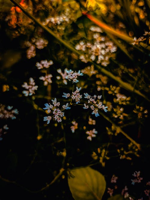 Kostnadsfri bild av bakgrund, blommor, blomning