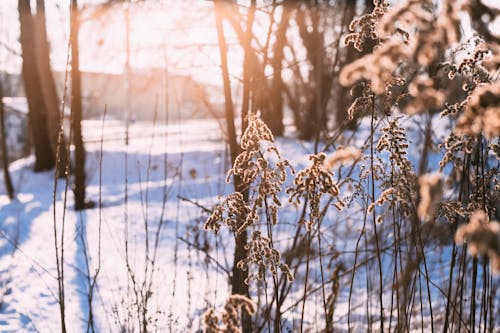 Free stock photo of winter background, winter wonderland Stock Photo