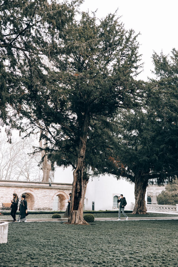 Trees And Lawn In Park