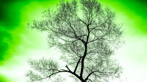 Free stock photo of branch, effect, green effect