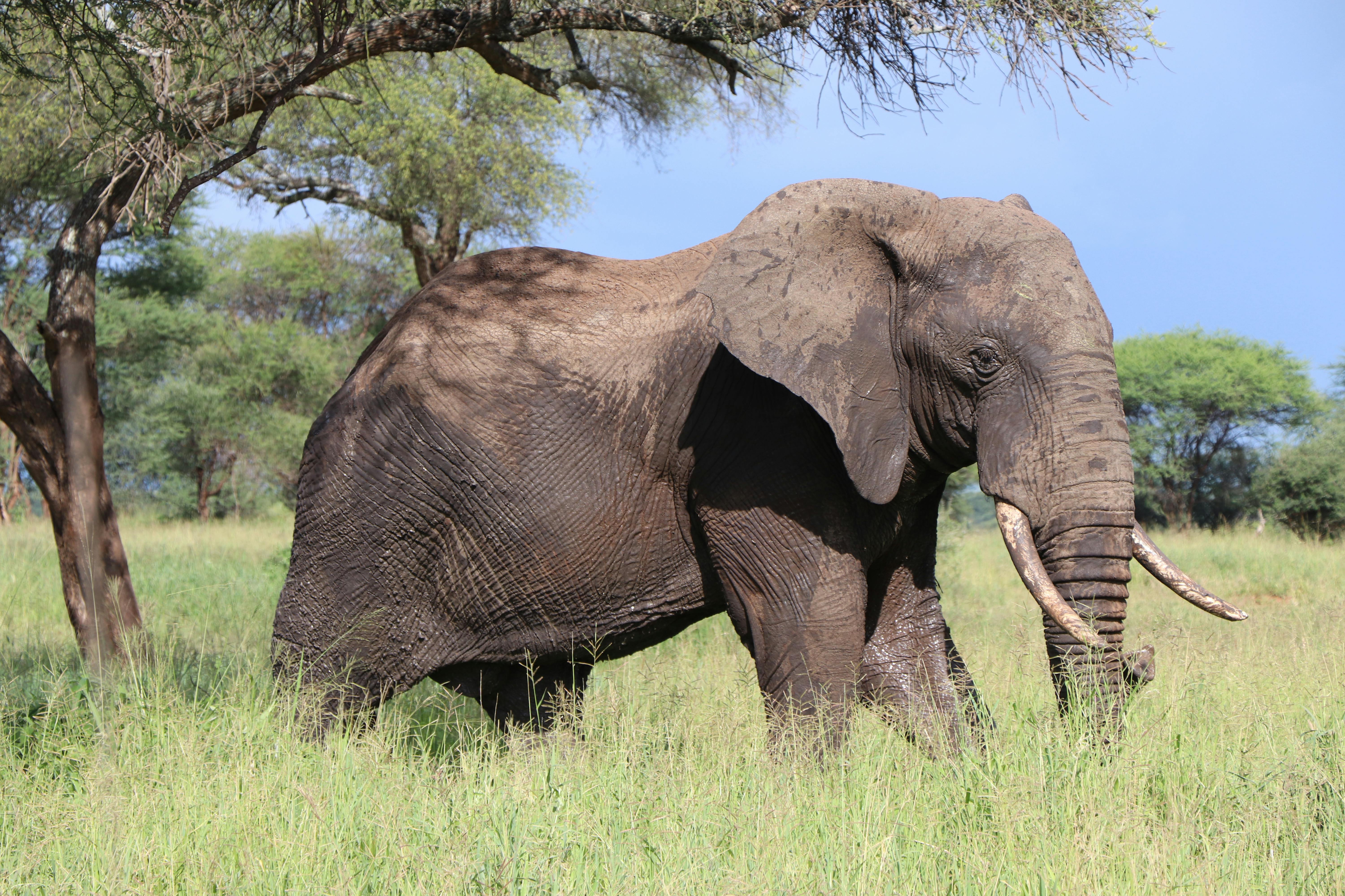 免費 保護, 免費漫遊, 共存 的 免費圖庫相片 圖庫相片