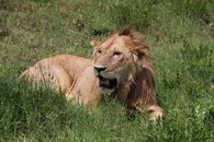 Brown Lion Lying on Green Grass Field