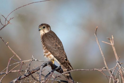 Close-up of a Merlin on a Tree Branch