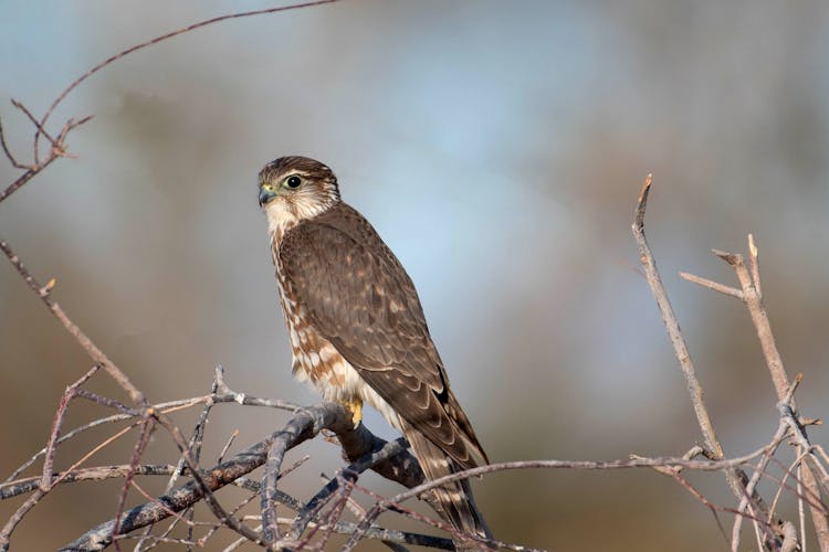 Close-up Of A Merlin On A Tree Branch