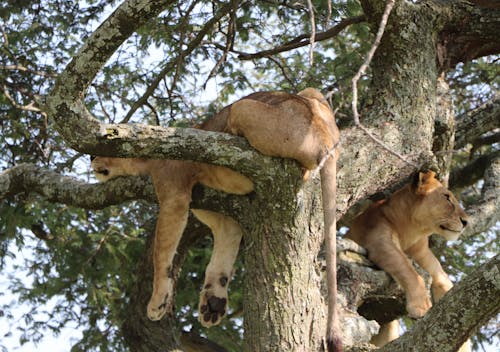 Free stock photo of lionesses Stock Photo