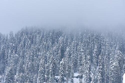 Fog and Clouds over Forest in Winter
