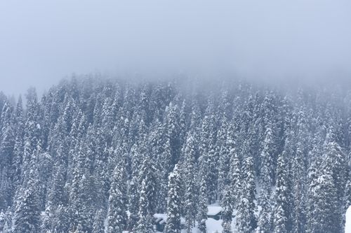 Free A serene, foggy winter scene of snow-covered pine trees creating a peaceful forest landscape. Stock Photo