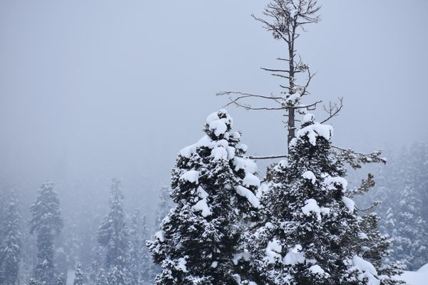 Snow-laden pines in a silent winter forest — Hurrah suhail on Pexels
