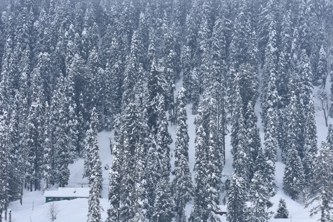 Snow Covered Pine Trees in the Mountain · Free Stock Photo