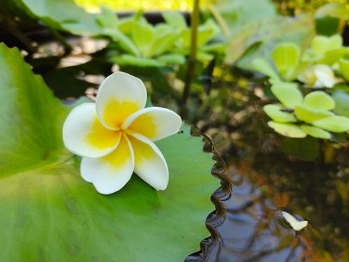Free stock photo of beautiful flower Stock Photo
