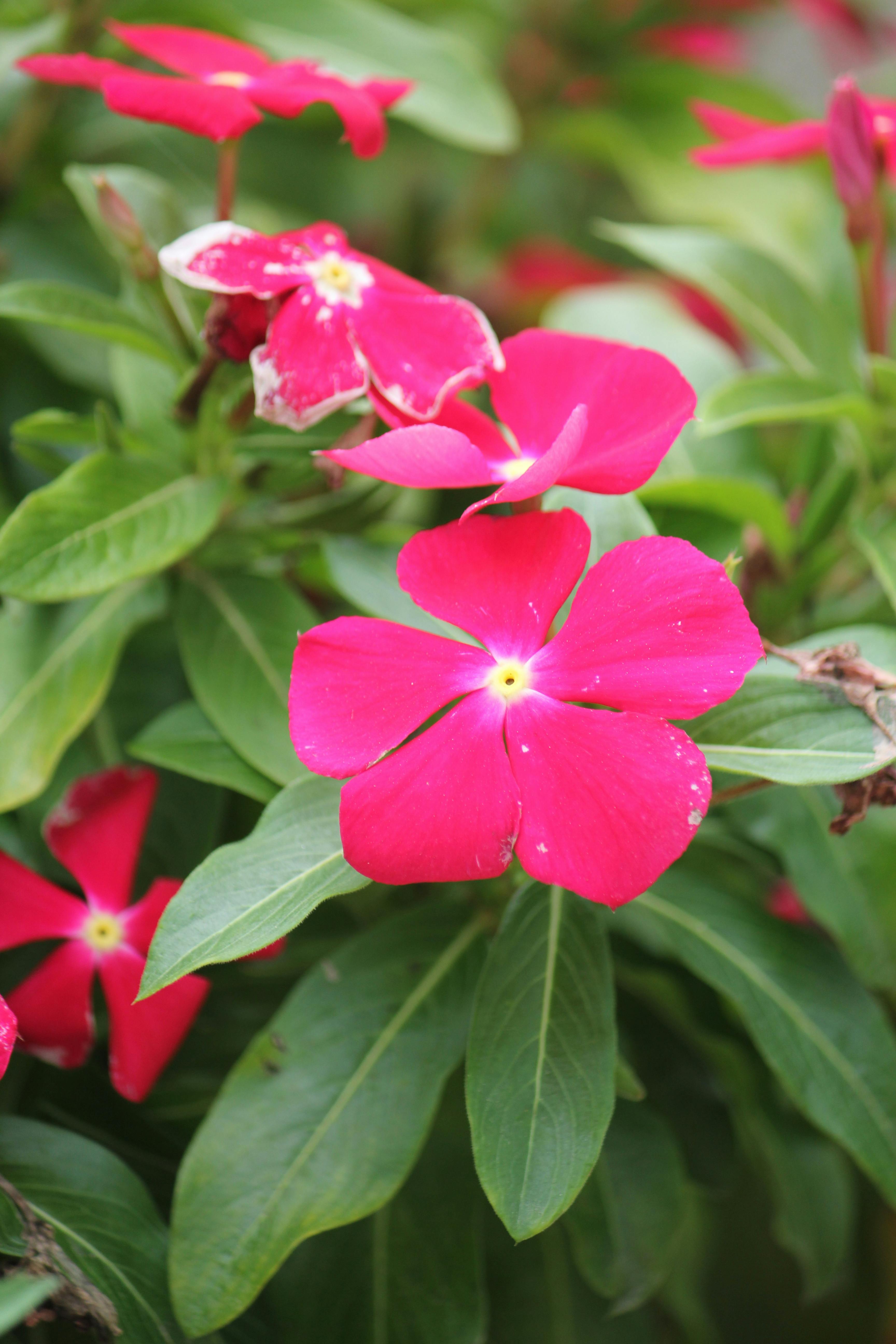 30+ Best Periwinkle Photos · 100% Free Download · Pexels Stock Photos