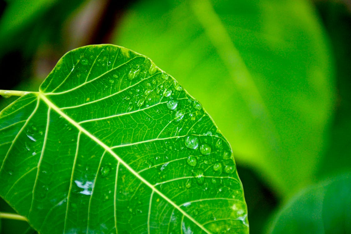 無料 緑の葉の水滴の選択的焦点写真 写真素材