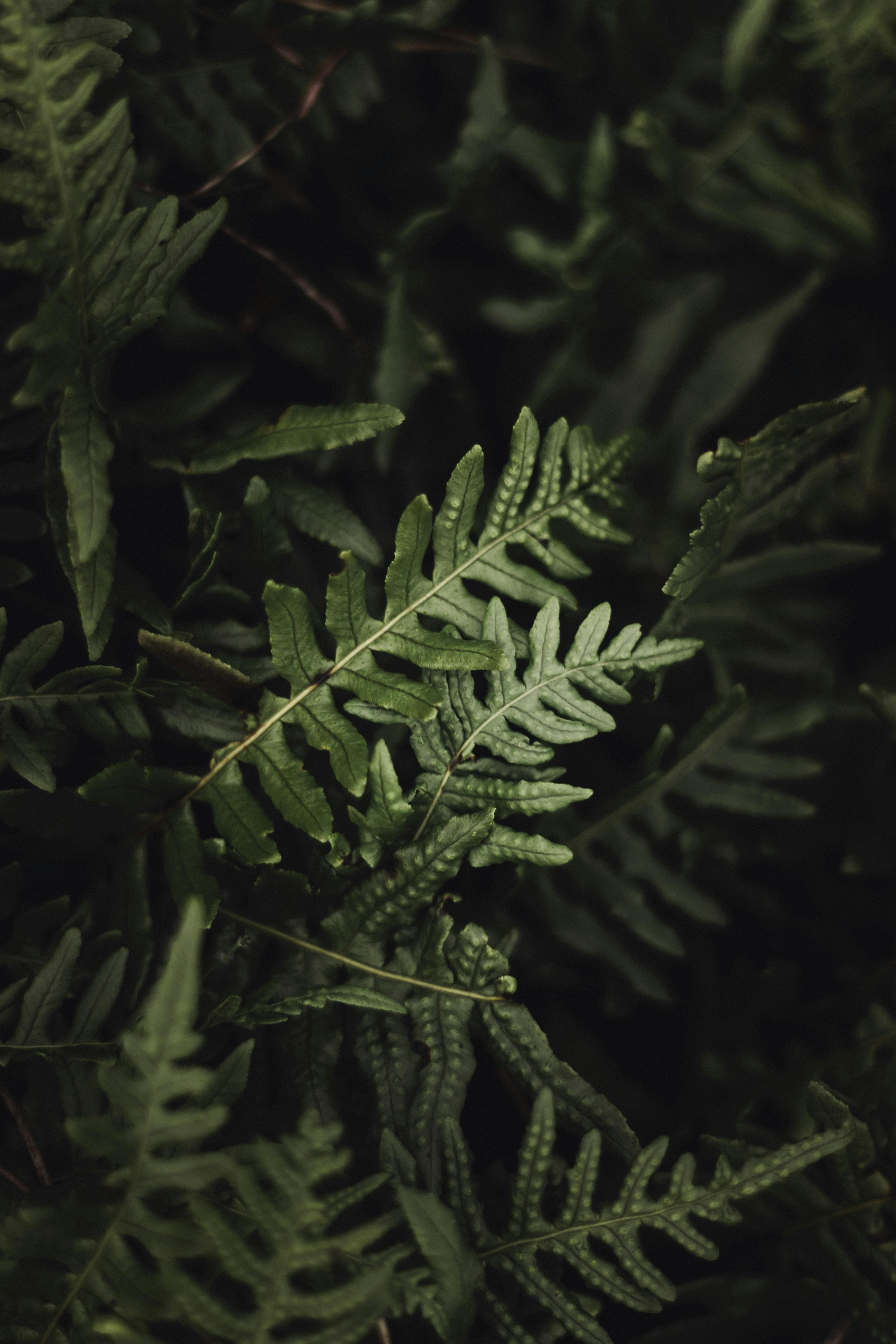 Close-up shot of lush green fern leaves showcasing natural patterns and textures.