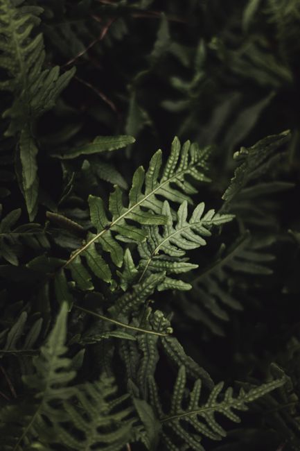 Close-up shot of lush green fern leaves showcasing natural patterns and textures.
