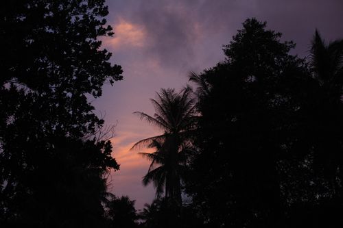 Free A stunning silhouette of palm trees and foliage against a dramatic purple and pink sunset sky. Stock Photo