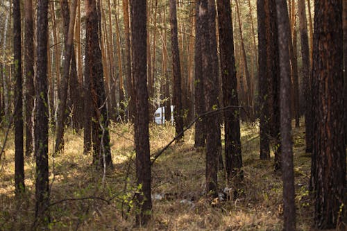 Darmowe zdjęcie z galerii z drewno, drzewa, gałęzie
