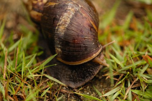 Free Detailed close-up shot of a brown snail crawling over grass in a vibrant garden setting. Stock Photo