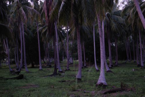 Free A tranquil palm grove photographed at dusk, showcasing tall tree trunks and lush greenery. Stock Photo