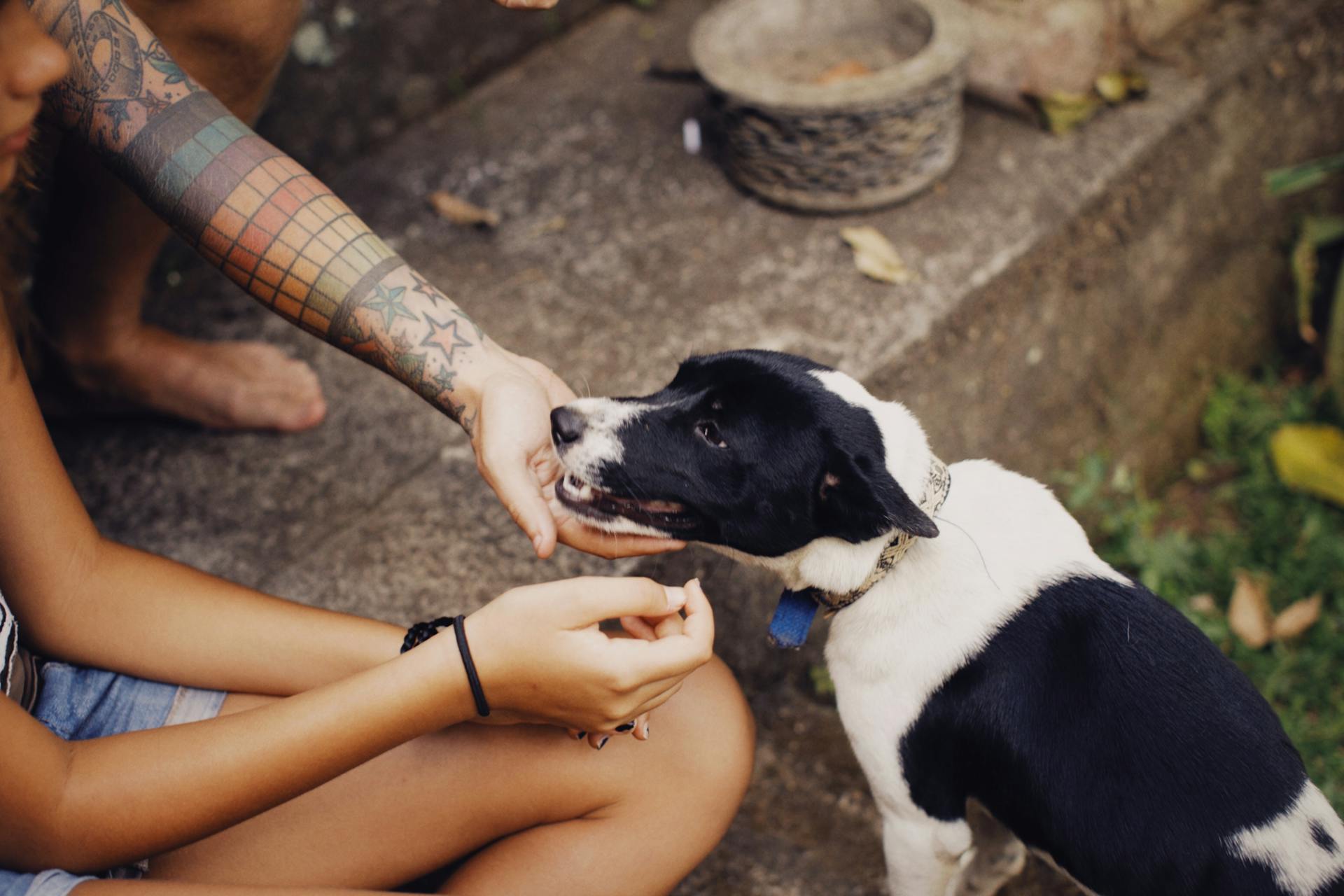 Person Touching a Dog