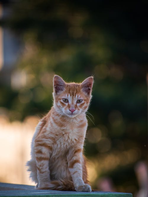 Close Up Photo of a Cat