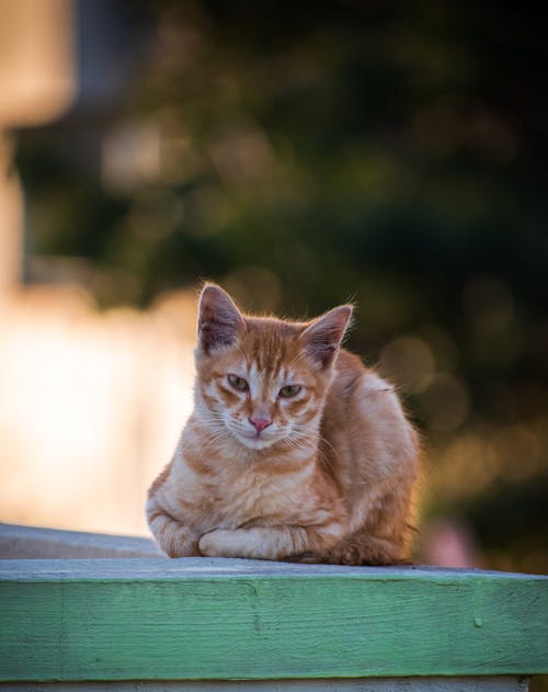 Close Up Photo of Orange Tabby Cat 