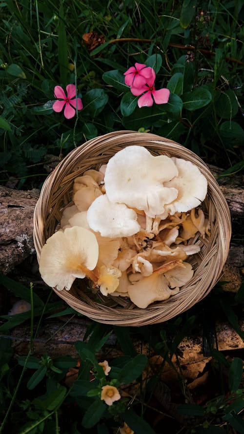 White Mushrooms in Brown Woven Basket
