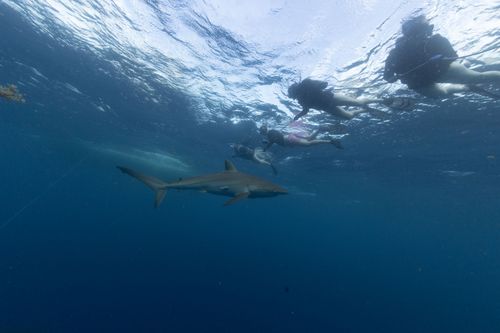 Sandy Point Reef
