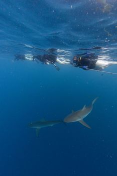 Underwater adventure with sharks and snorkelers in Jupiter, Florida, showcasing marine life exploration.