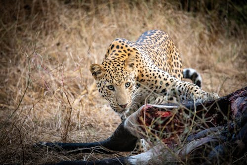 Leopard Eating on a Dead Animal