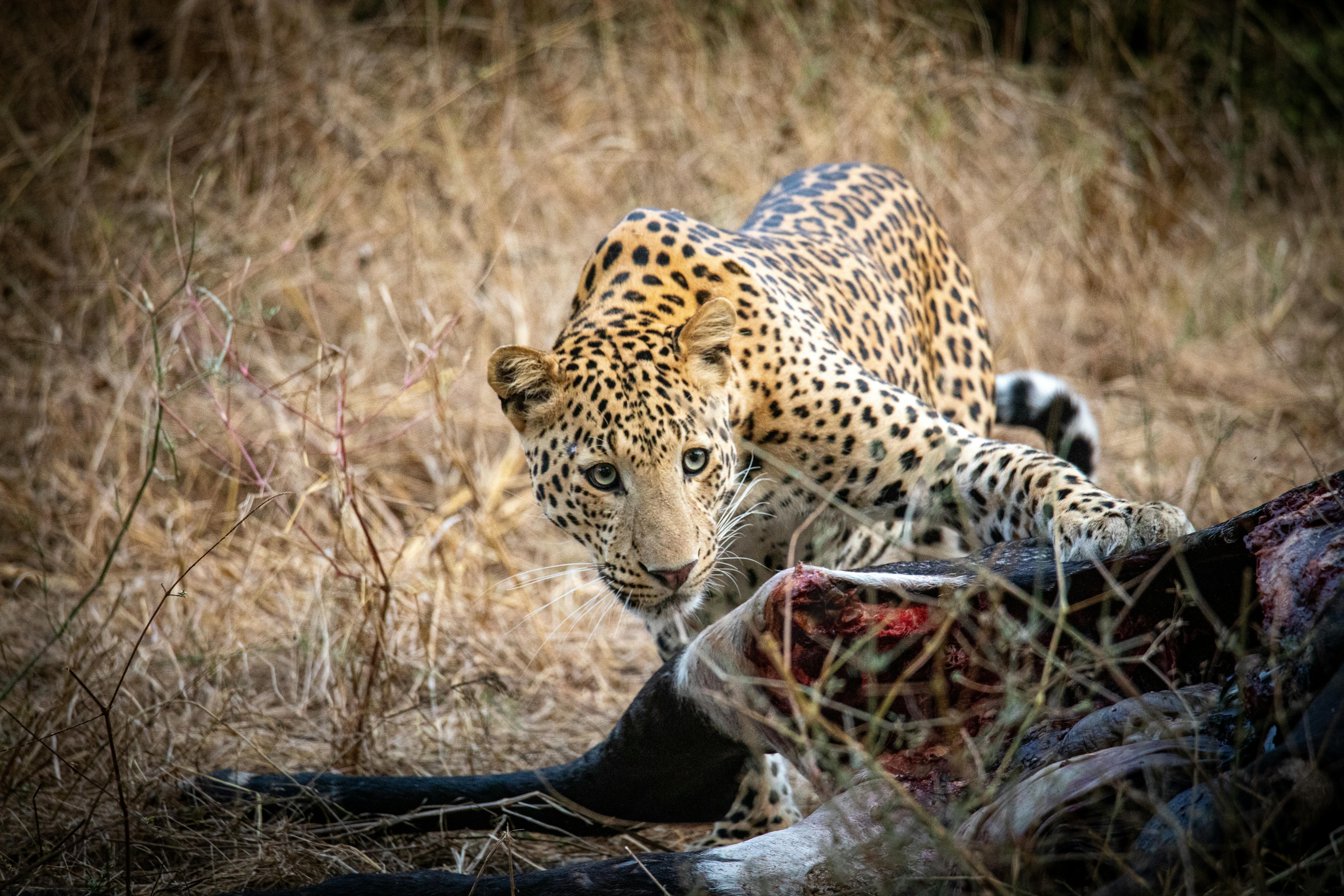Leopard Eating on a Dead Animal · Free Stock Photo