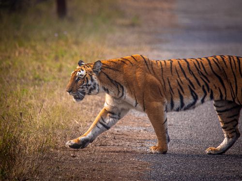 Free A Bengal Tiger (Panthera tigris tigris) gracefully crosses a path in Ramnagar, India. Stock Photo
