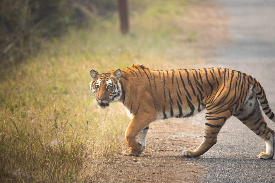 A majestic Bengal tiger walks along a dirt road in the vibrant foliage of Ramnagar, India.