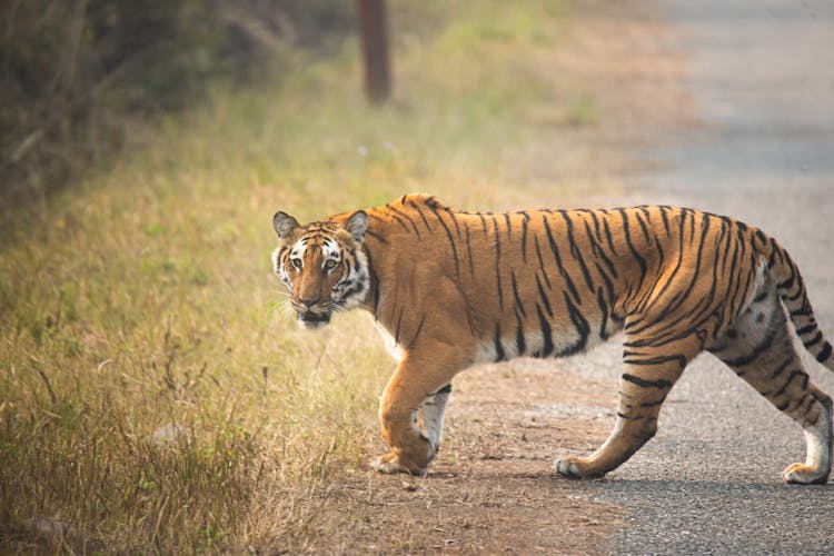 Tiger Walking On Dirt Road