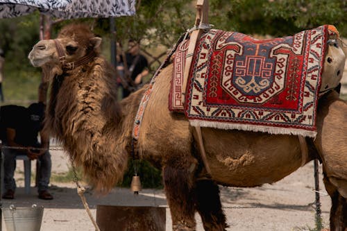 Безкоштовне стокове фото на тему «верблюд, Денне світло, килим» стокове фото