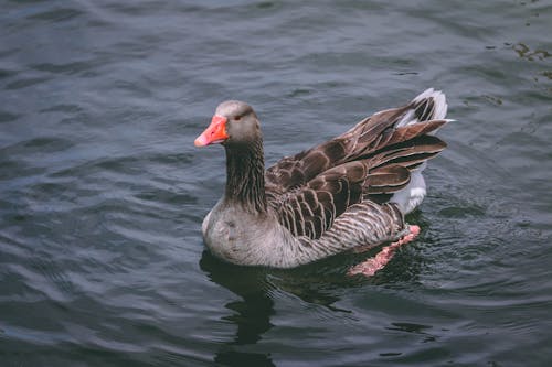 Free Gray and Black Duck Stock Photo