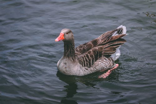 Gray and Black Duck