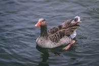 一只鹅在平静的水中优雅地游动，羽毛细致，色彩鲜艳