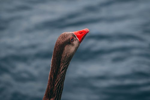 Macro Photography of Brown and Red Goose
